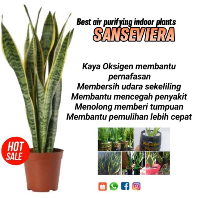 💥HOT SALES Ready Stock💥Sanseviera Lidah Jin Pokok Hiasan Live Plant