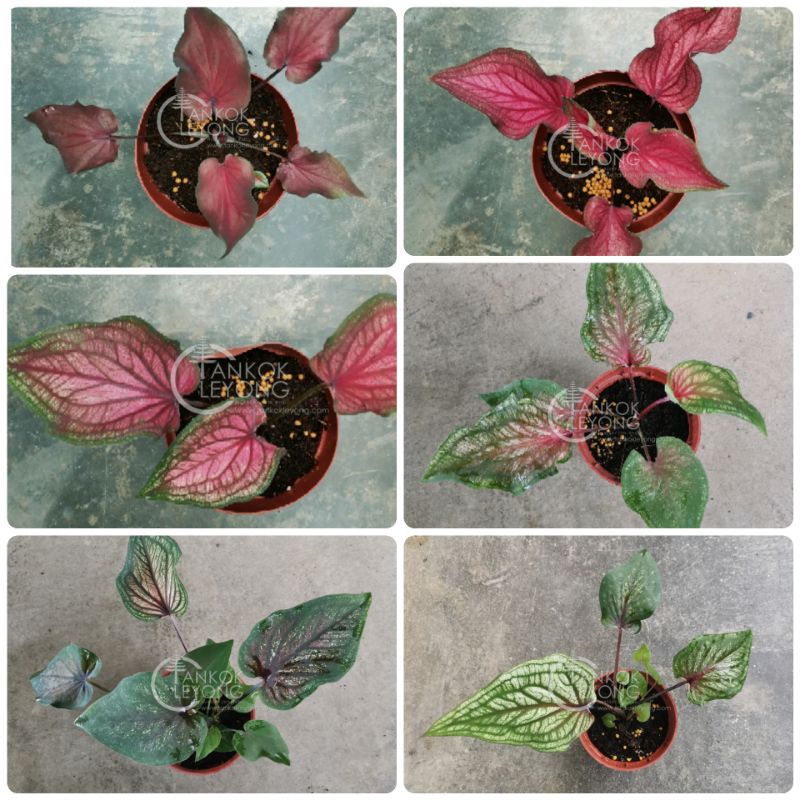 TKL - Caladium Infinity Series Infinity Rosy Pink/Dark Coco/Strawberry ...