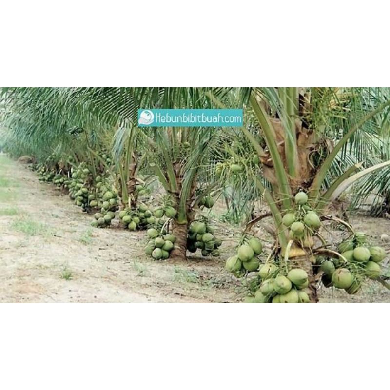 Pokok Kelapa Pandan Berbuah Rendah | Shopee Malaysia