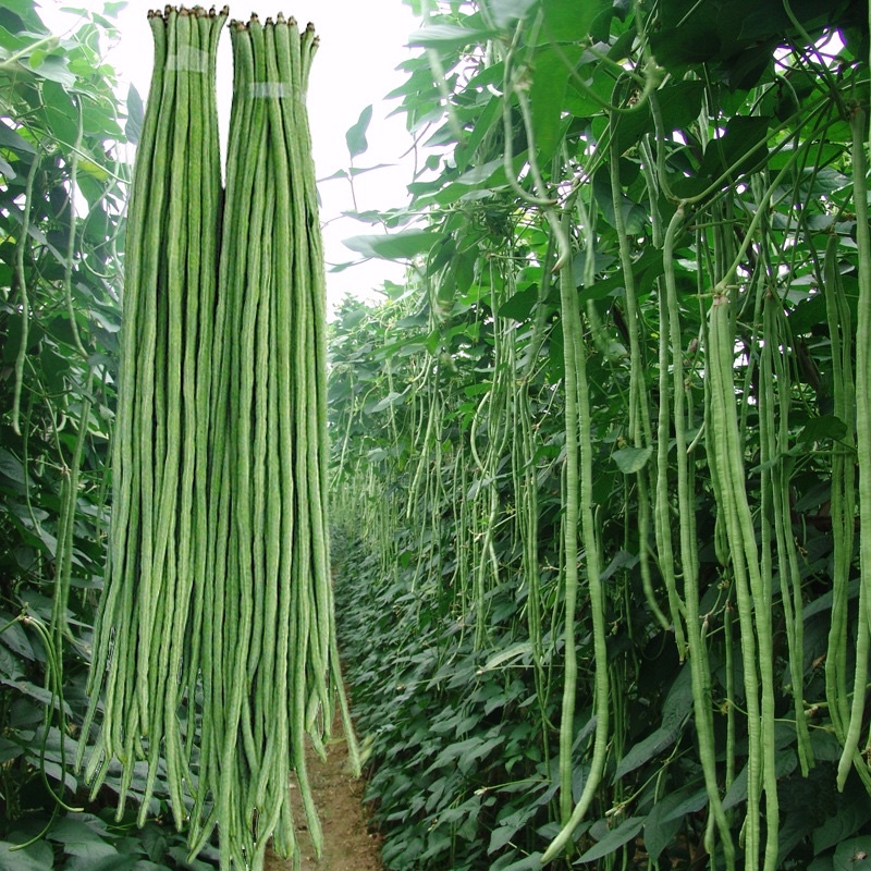 Biji Benih kacang panjang putih 20pcs/ White long bean seeds 白长豆种子 ...