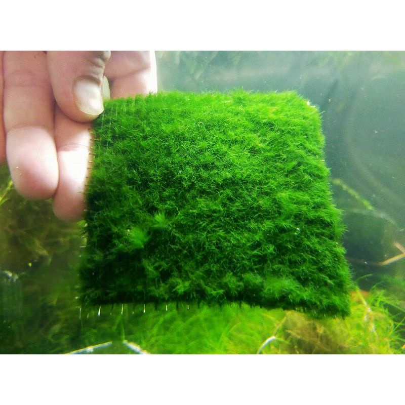 Green velvet moss carpet plant, low tech carpet plant, aquascape moss, shriump tank,terrarium