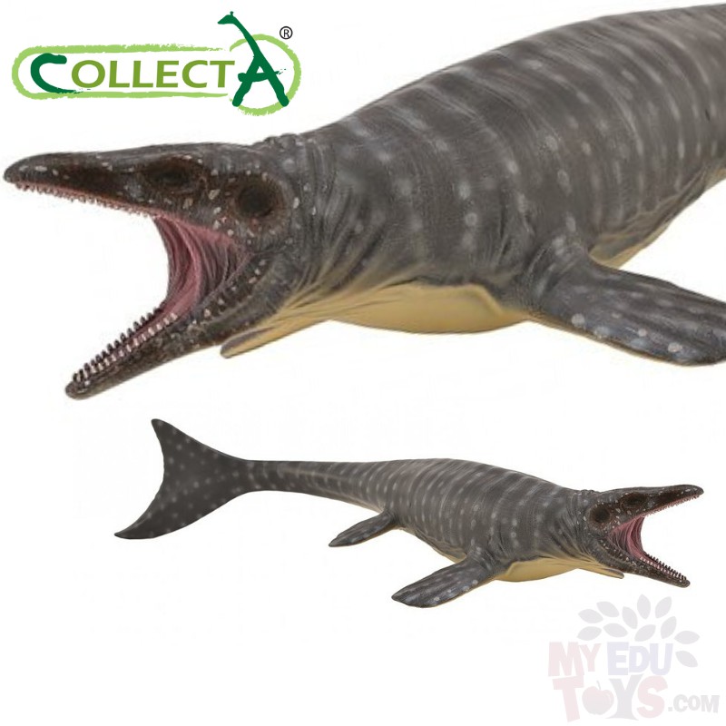 Mosasaurus collecta 2024