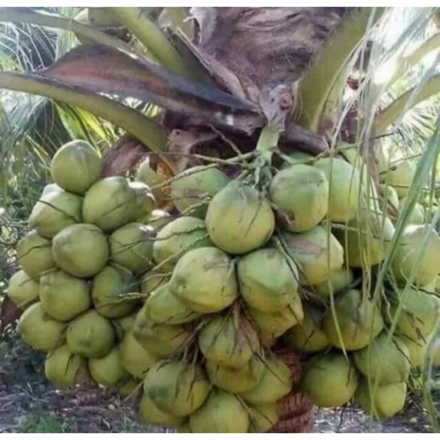 Benih kelapa tacunan hybrida Thailand pokok rendah | Shopee Malaysia
