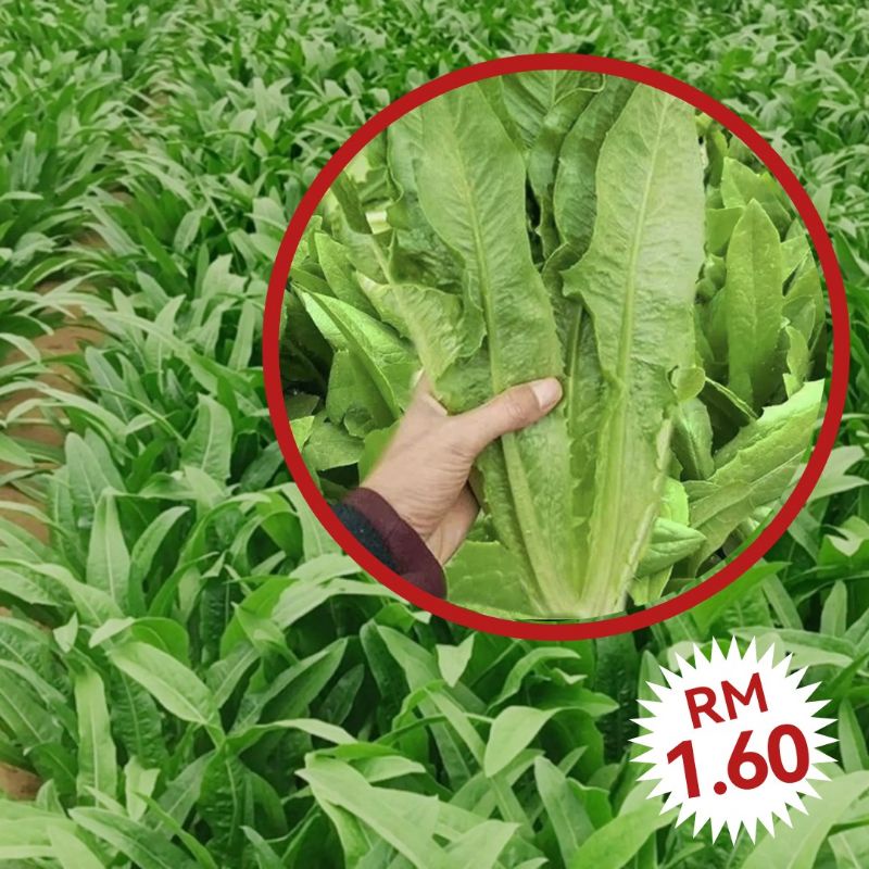 L48 Biji Benih Salad Ramaine Daun Tajam（350ps +/-）/ Sharp Leaf Ramaime ...