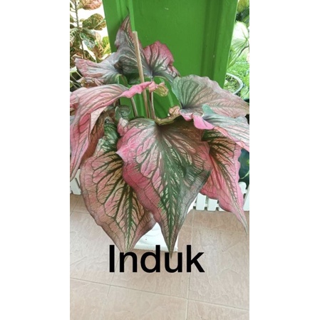 KELADI INFINITI/CALADIUM INFINITY(real live plant murah) | Shopee Malaysia