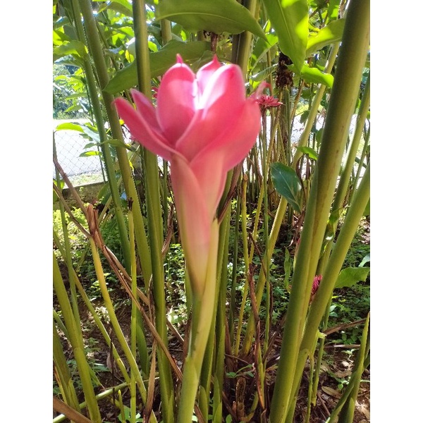 bunga kantan pink besar | Shopee Malaysia