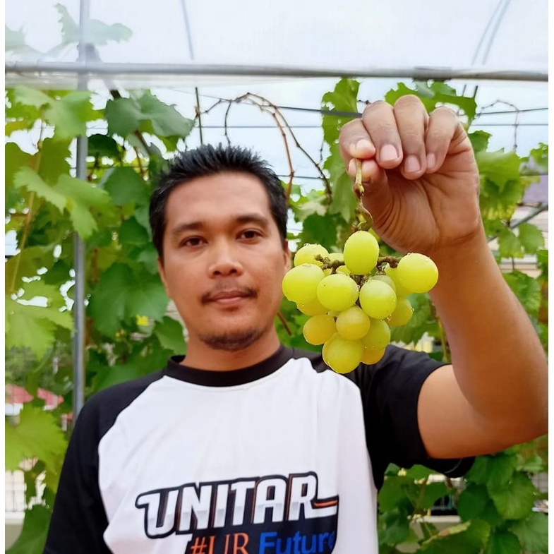 Anak Pokok Anggur (Shine Muscat) | Shopee Malaysia