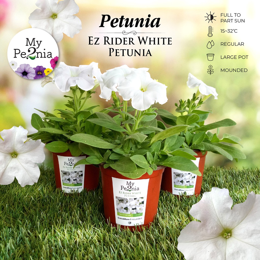 Petunia Live Plant - Ez Rider White Petunia (Pokok Hidup) | Shopee Malaysia