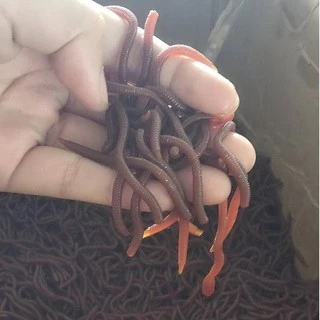 100Pcs/Lot Red Earthworm Silicone Bait Worms Artificial Fishing