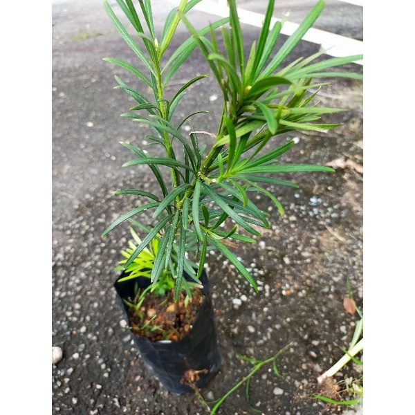 Podocarpus macrophyllus baby tree/罗汉松小树苗 | Shopee Malaysia