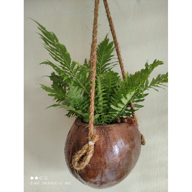 Fern In Coconut Hanging Pot, Paku Pakis, Pasu Buah Kelapa, Live Plant ...