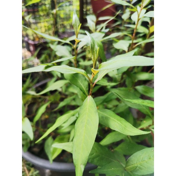 🌿Anak Pokok/Batang Daun Kesom 拉沙叶🌿⚠️⚠️(Anak pokok dan Daun Segar tiada ...