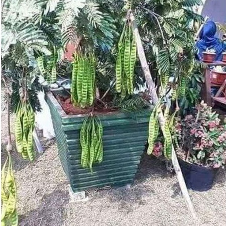 pokok petai hybrid / mata besar / pokok rendah | Shopee Malaysia