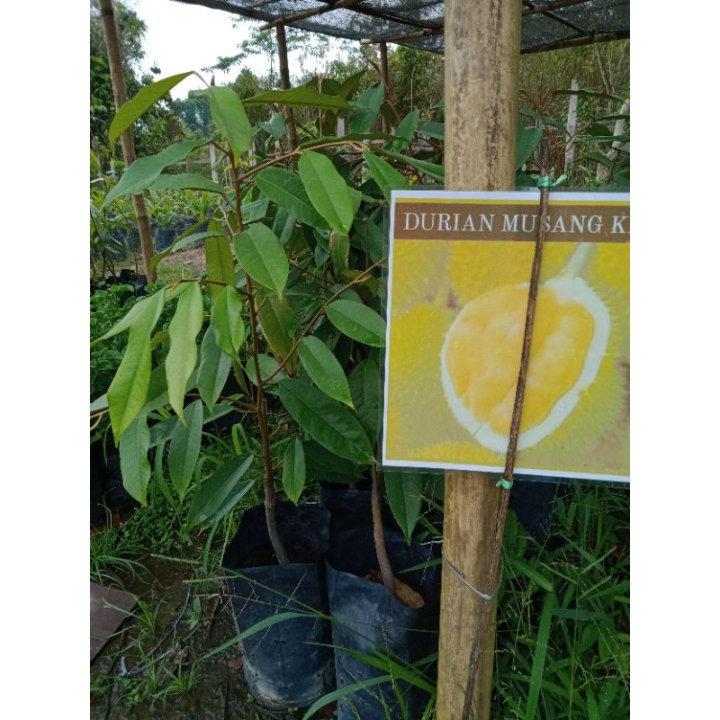 Anak Pokok Durian Musang King | Shopee Malaysia