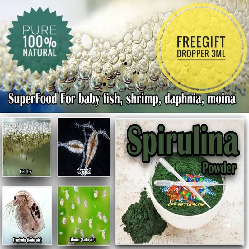 Spirulina for sale betta fry