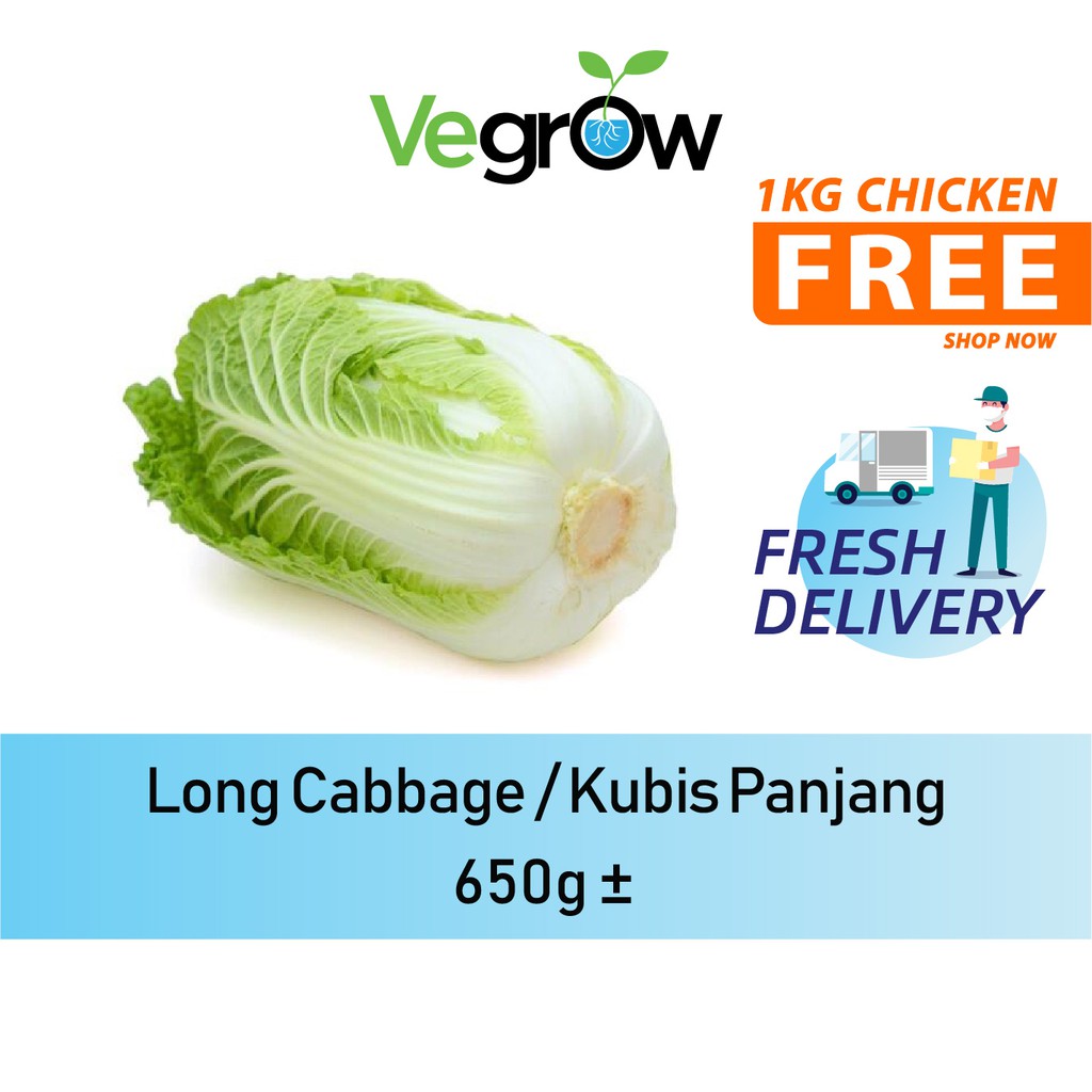 🔥FRESH 🔥Long Cabbage / Kubis Panjang 650g +- | Shopee Malaysia