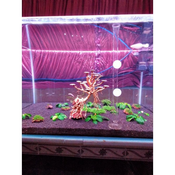 Aquascape bonsai style (L25xm*P25cm*T30cm Shopee Malaysia