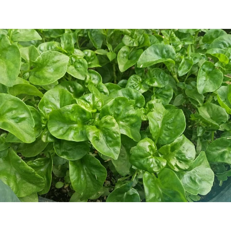 20 Keratan Bayam Brazil / Sissoo @ Brazilian Spinach | Shopee Malaysia