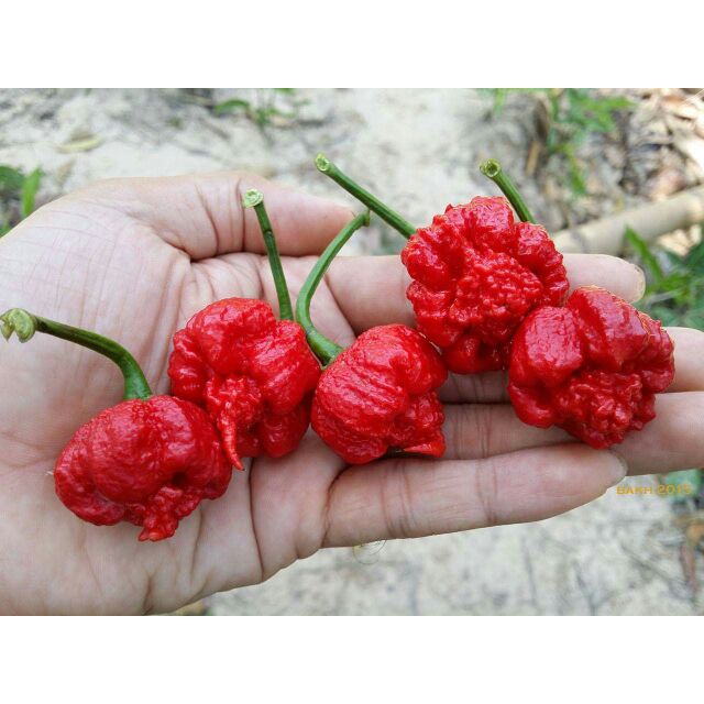 GRAINES DE PIMENT CAROLINA REAPER HP22B + IN OMAGGIO 10 SEMI AJI