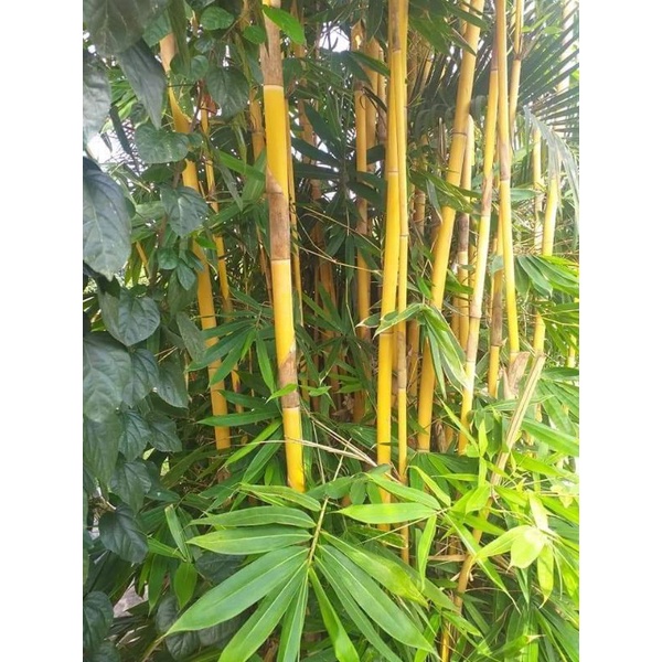 Pokok Buluh Lemang Raja /Sacred Bali Bamboo | Shopee Malaysia
