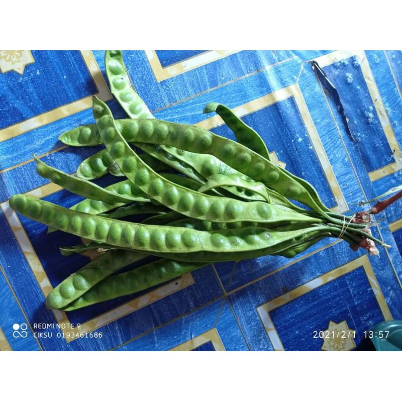 buah petai fresh(5keping) | Shopee Malaysia