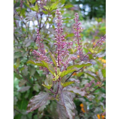 Krishna Thulasi Syama Thulasi Purple Basil Karunthulasi Black Holy basil or black thulasi