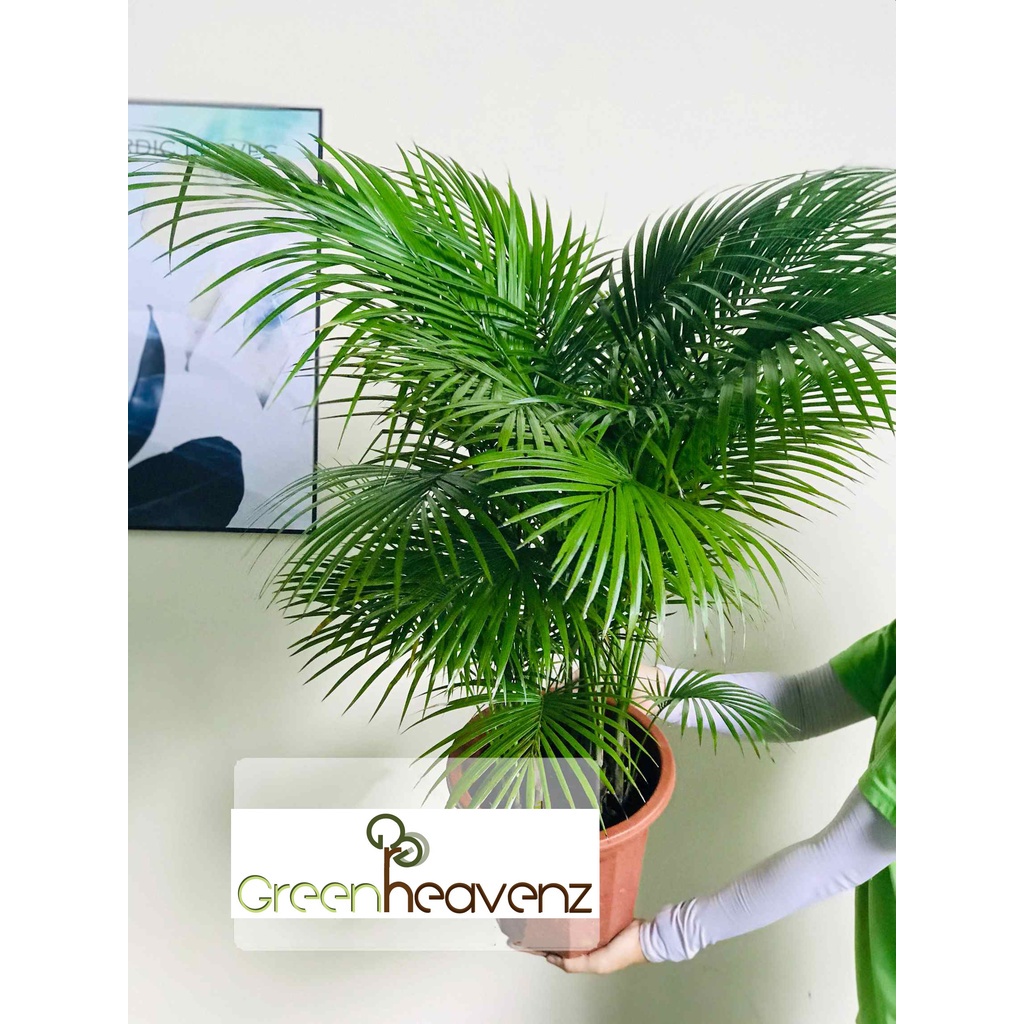 Jawa Palm Live Plant Pokok Palm Indoor Hiasan 油棕 | Shopee Malaysia