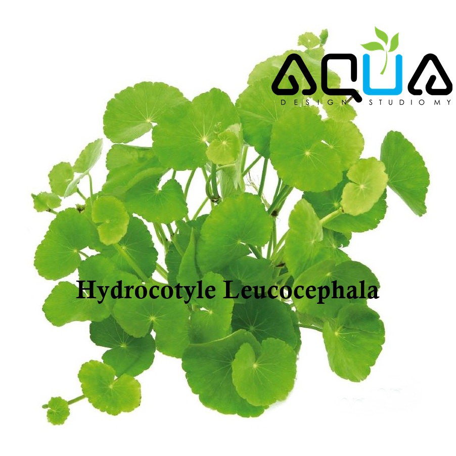 DENNERLE Waterplant Hydrocotyle Leucocephala kopen! | HORNBACH