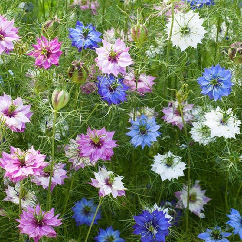 Benih Bunga Nigella Damascena Mix Colours/Flower Seed/黑种草花籽 | Shopee ...