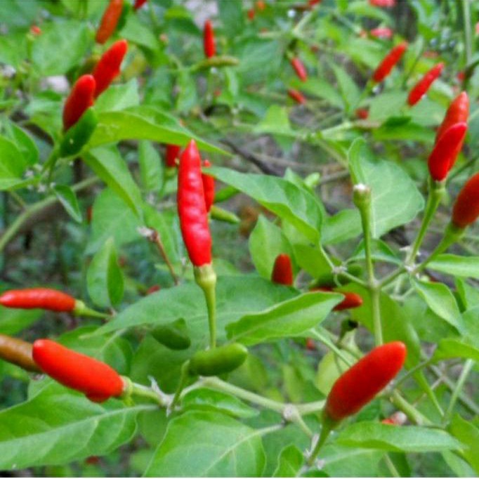 Pokok Cili Australia Australian Chilli Plant Shopee Malaysia