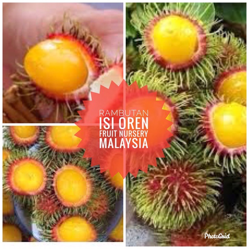 Anak pokok rambutan isi kuning | Shopee Malaysia