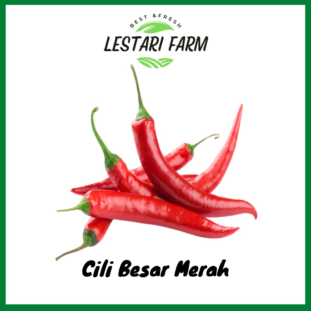 Cili Besar Merah Big Red Chilli 100g Lestari Farm Shopee Malaysia