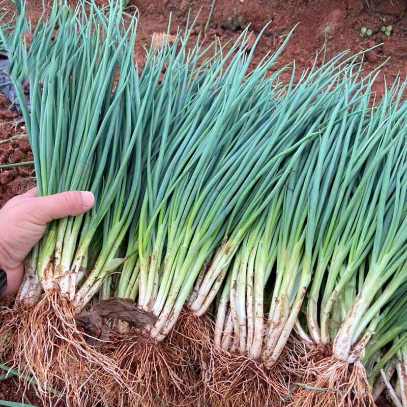 Benih Daun Bawang 100pcs/Spring onions seed/四季香葱籽 | Shopee Malaysia