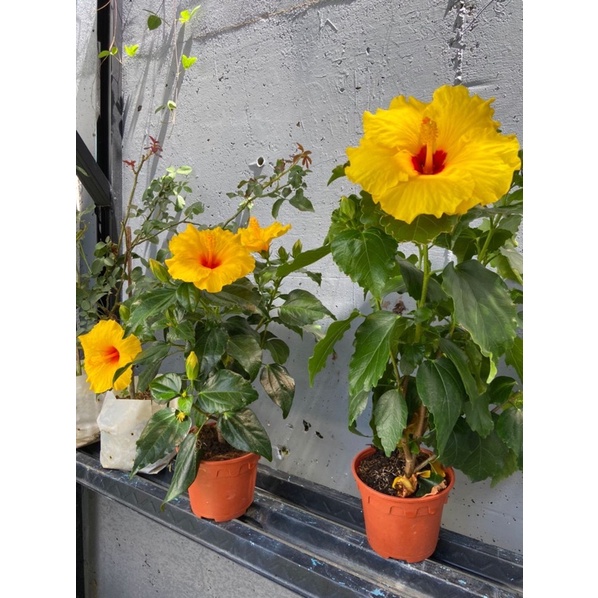 bunga raya hybrid / hibiscus | Shopee Malaysia