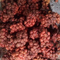 💥 buah kelubi fresh murah kelantan 😋 buah asam paya 1kg buah masak biji ...