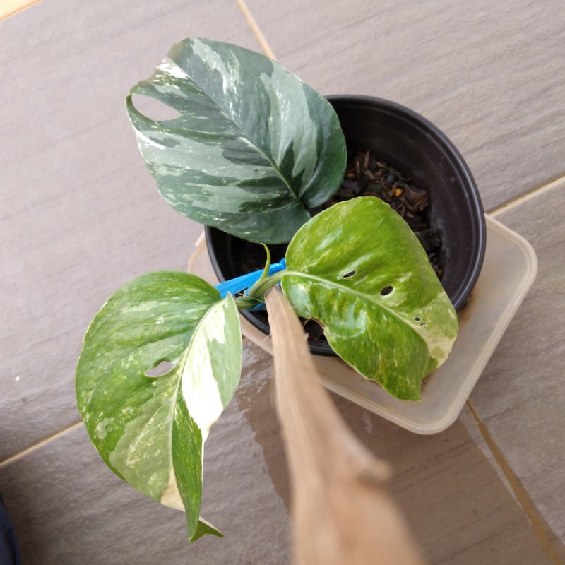 Fresh Cutting Epipremnum Pinnatum Variegated EPV Albo / Skeleton Key ...