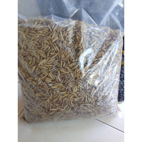 500g dry maggot/ bsf dry maggot great AA maggot | Shopee Malaysia