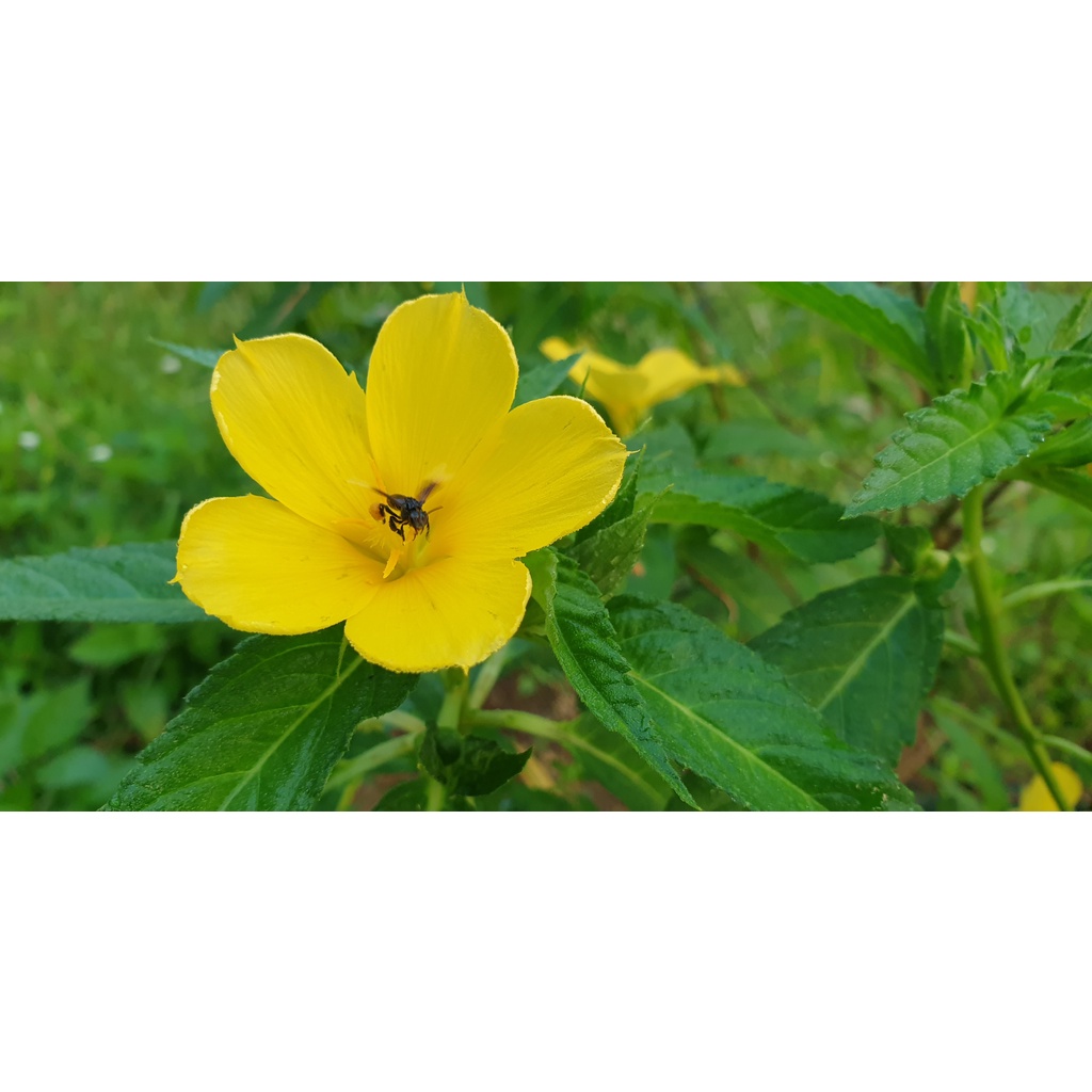 keratan pokok Turnera subulata x 8 batang panjang 12 inci/ bunga lidah ...