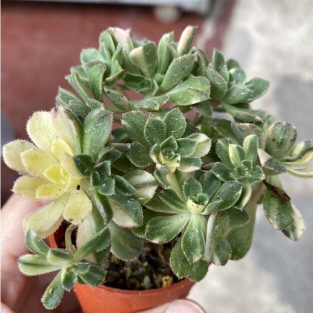 Succulent Special-Aeonium domesticum fa Variegata 5.5cm pot | Shopee  Malaysia