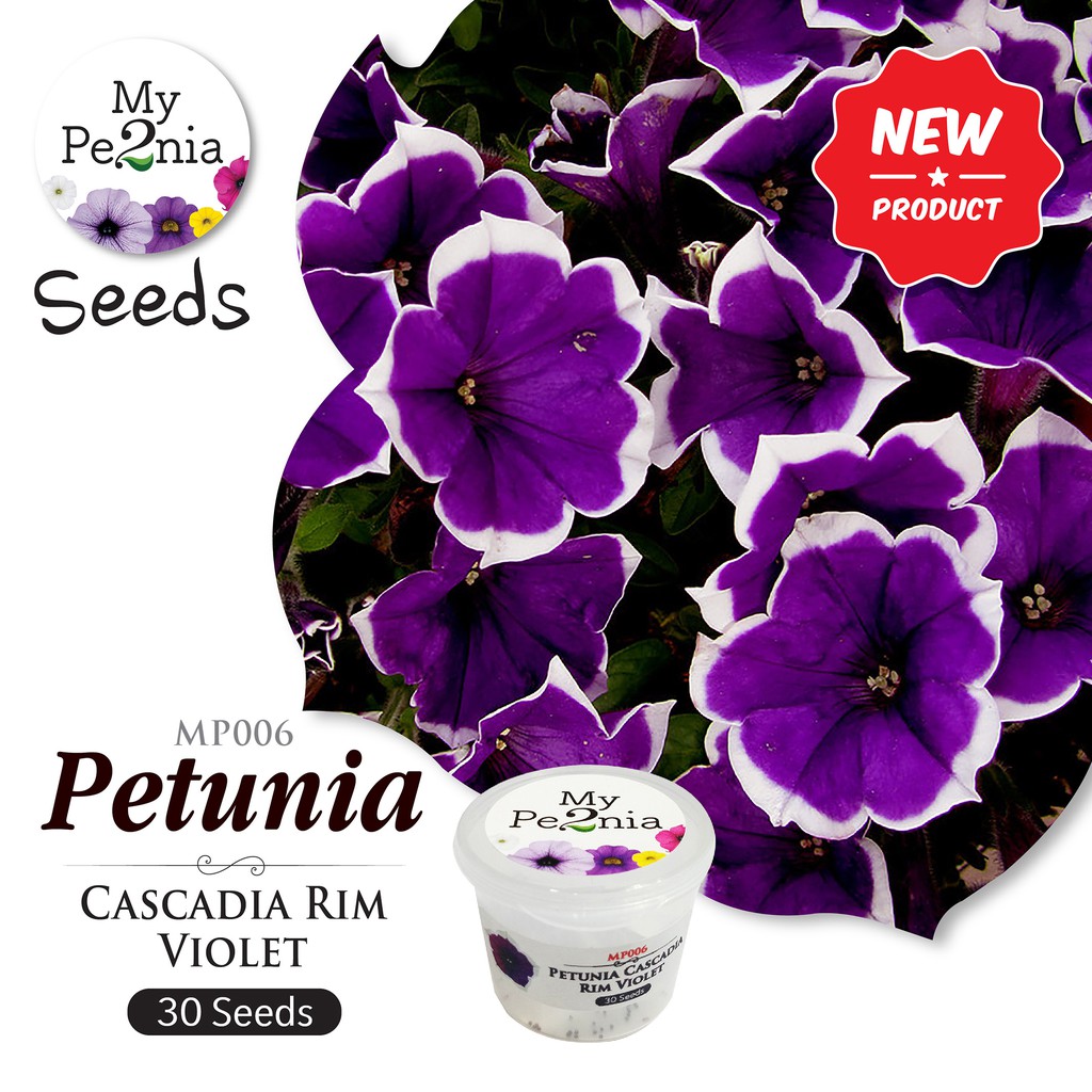 Petunia Seeds - Cascadia Rim Violet Petunia (30 Seeds) | Shopee Malaysia