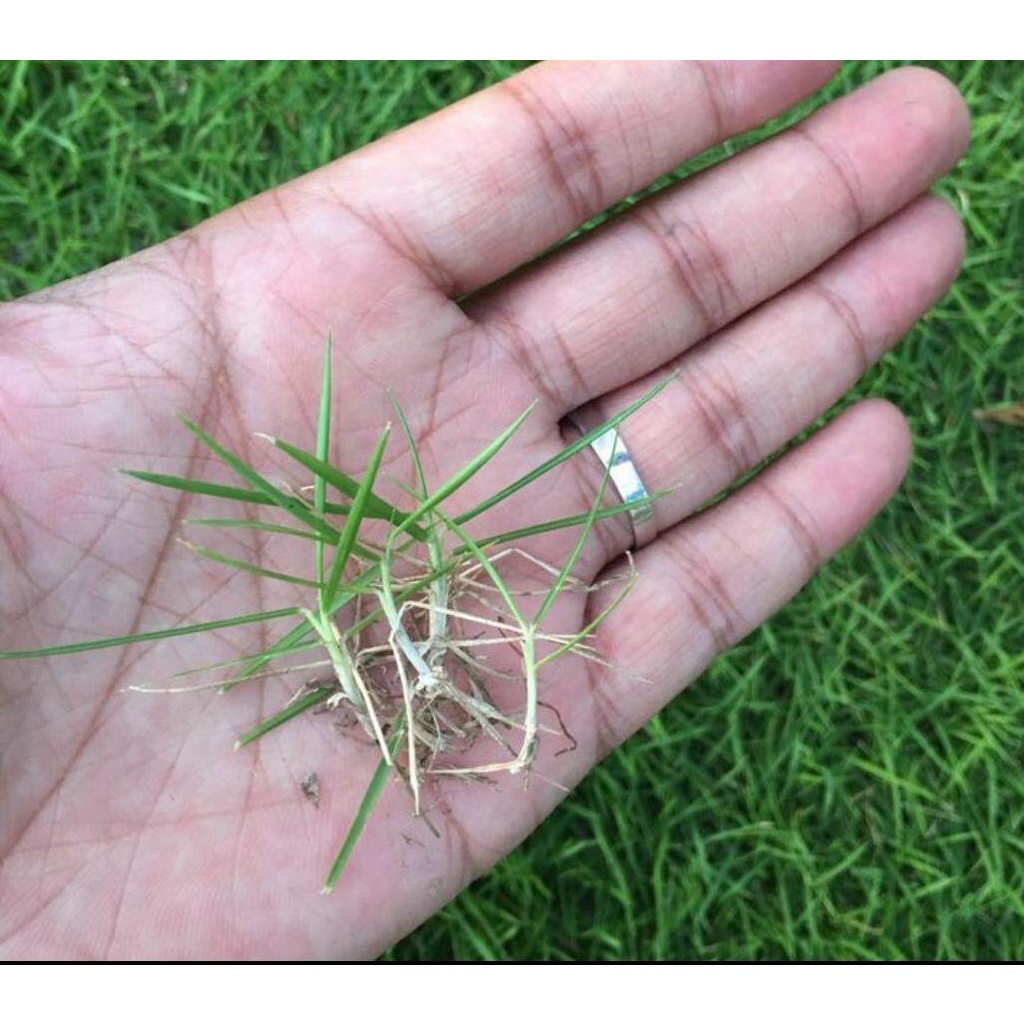 CARPET GRASS SEEDS / YOUNG GRASS SEEDS 地坪优质草种子 BIJIH BENIH RUMPUT CEPAT