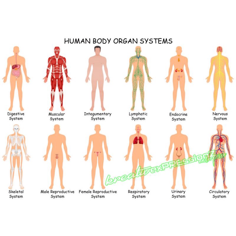 Human Body System Charts, Circulatory System, Skeletal System, Nervous ...