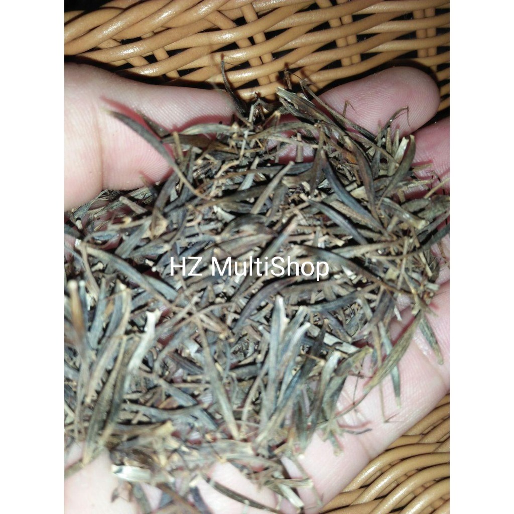 Anak Pokok Ulam Raja - Biji Benih Ulam Raja | Shopee Malaysia
