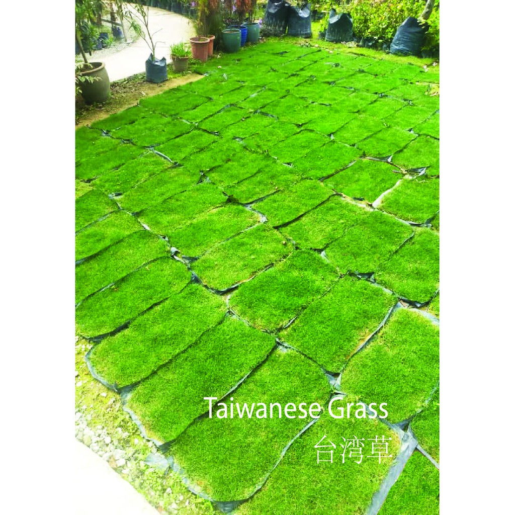 2ft x 1ft Natural Real Life Grass Carpet Taiwanese, Philippine, Pearl