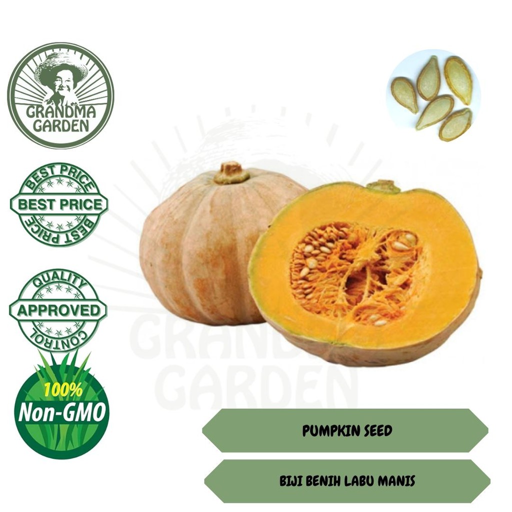 👵BELI 10 FREE 1👵 BIJI BENIH LABU MANIS / PUMPKIN SEED ( 1G AROUND 1 TEA ...