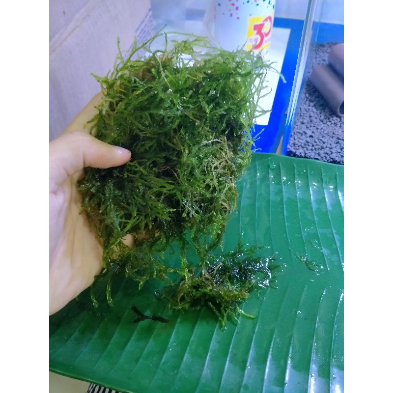 Java Moss (big pack) | Shopee Malaysia
