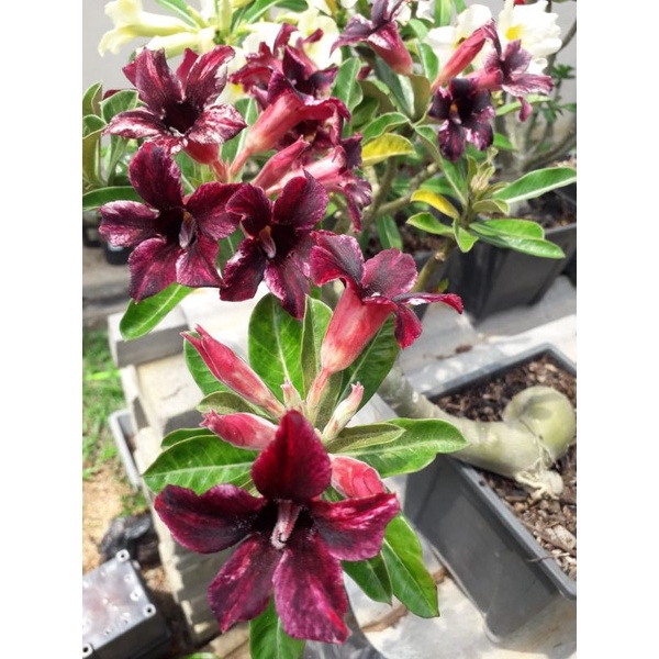 Adenium Kemboja Desert Rose(Id Violet Star) | Shopee Malaysia