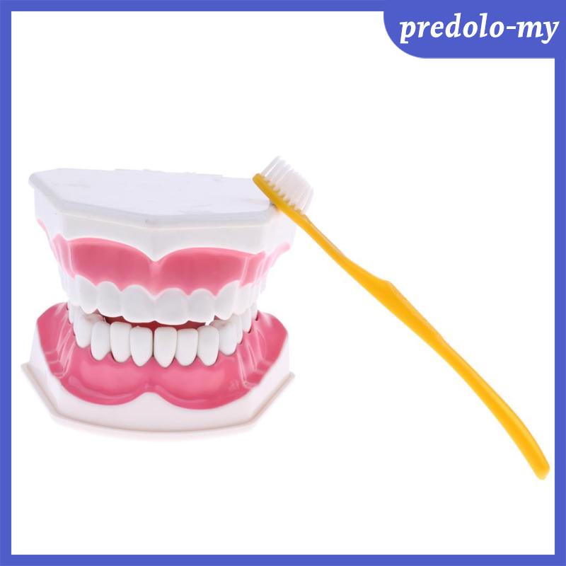 Standard Tooth Large Human Mouth Dental Teeth Model with Toothbrush ...