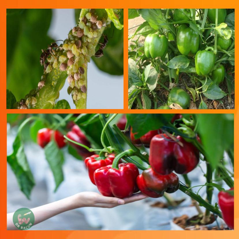 Racun Serangga Ulat Tanaman Pepper Bell Sweet Pepper Lada Benggala