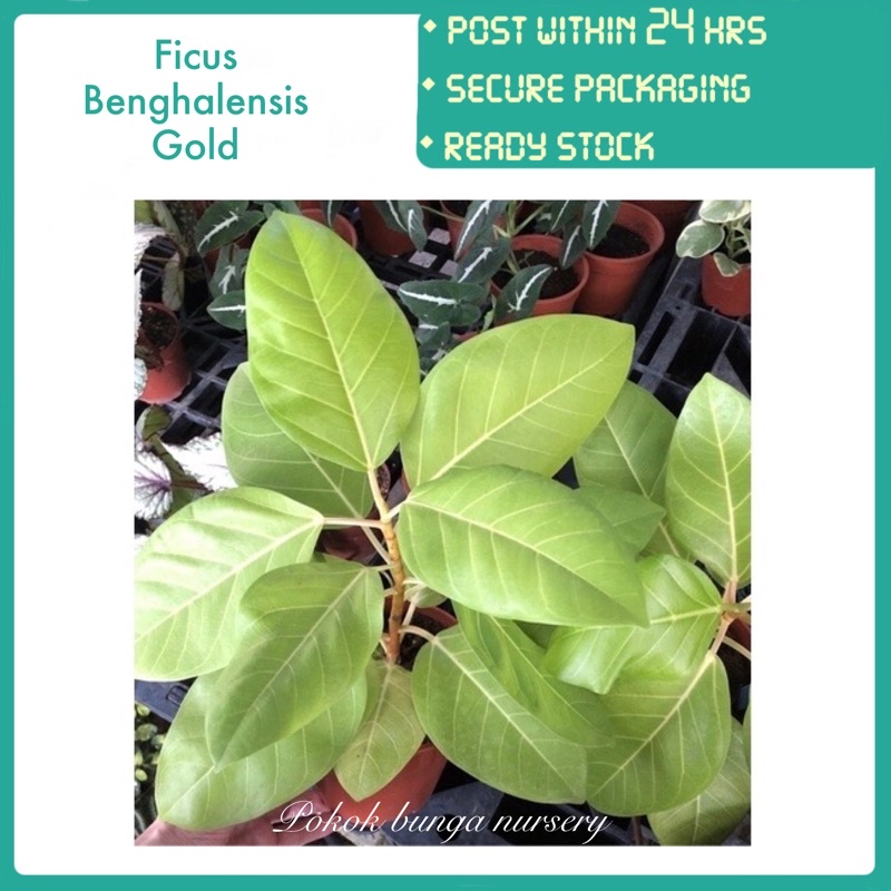PBN - ficus benghalensis gold pokok bunga nursery plant senang dijaga ...